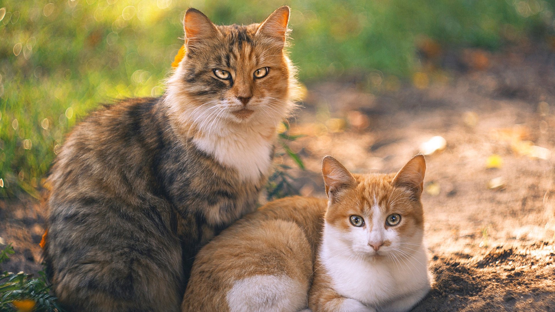 【心理调适】明星球员在比赛高压下的应变之道